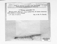 Vibrissea pezizoides image